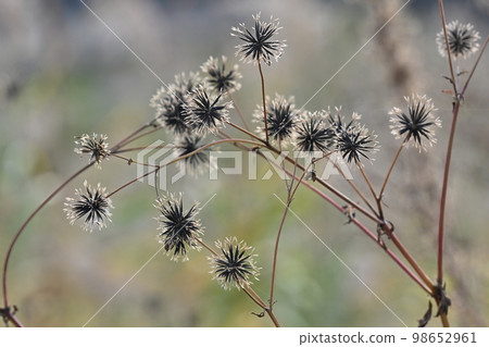 鬼針草屬 98652961
