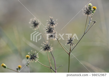 genus Bidens genus Bidens 98652967