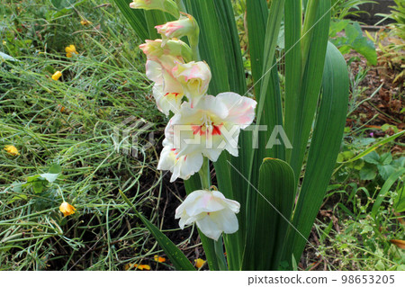 白色唐菖蒲 98653205