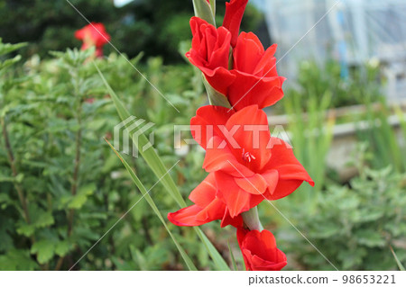 Red gladiolus 98653221
