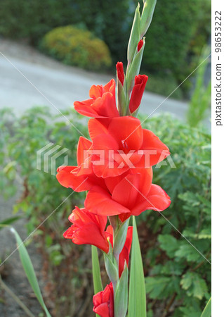 Red gladiolus Red gladiolus 98653222