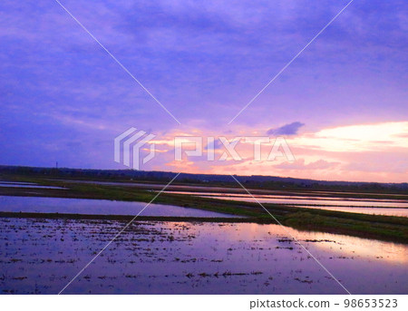 The scenery of the rice field at dusk is beautiful 98653523