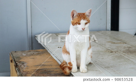 A depressed cat 98653528