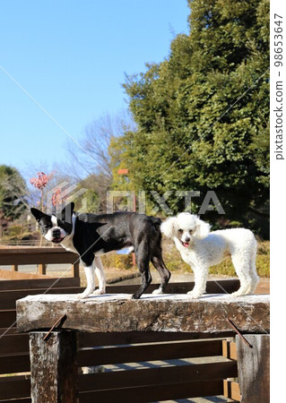 Mighty, a Boston terrier, and Bailey, a white toy poodle, are staring at each other on a sleeper platform on a blue sky dock run. Mighty, a Boston terrier, and Bailey, a white toy poodle, are staring at each other on a sleeper platform on a blue sky dock run. 98653647
