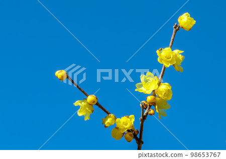 Lobai flower Lobai flower 98653767