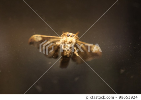 Male of Giant Peacock Moth Male of Giant Peacock Moth 98653924