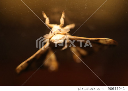 Male of Giant Peacock Moth Male of Giant Peacock Moth 98653941