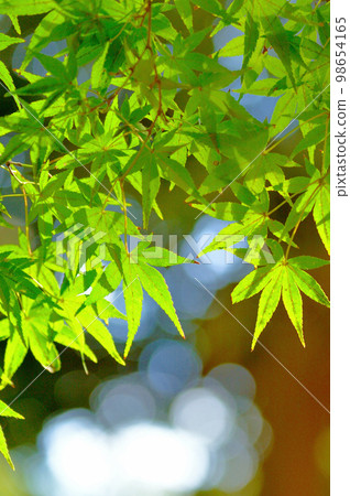 Yoyogi Park Light green foliage 98654165