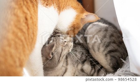 兩隻貓相處 98654528