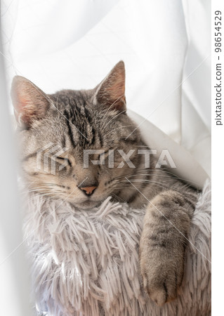 睡貓Sabatra貓 98654529