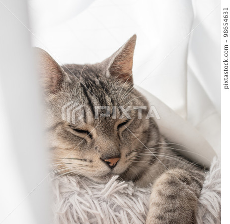 睡貓Sabatra貓 98654631