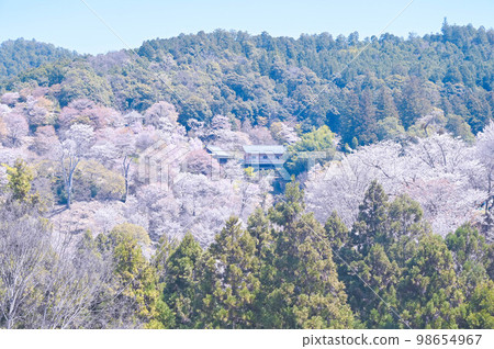 Nara, Yoshino, Hitome Senbon mountain cherry blossoms, Nakasenbon, Kamisenbon cherry blossoms in full bloom Nara, Yoshino, Hitome Senbon mountain cherry blossoms, Nakasenbon, Kamisenbon cherry blossoms in full bloom 98654967