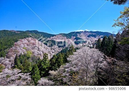 Nara, Yoshino, Hitome Senbon mountain cherry blossoms, Nakasenbon, Kamisenbon cherry blossoms in full bloom Nara, Yoshino, Hitome Senbon mountain cherry blossoms, Nakasenbon, Kamisenbon cherry blossoms in full bloom 98655006