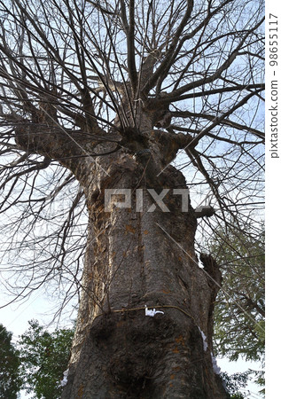 埼玉縣深谷市的發電地岡宮神社的神木 埼玉縣深谷市的發電地岡宮神社的神木 98655117