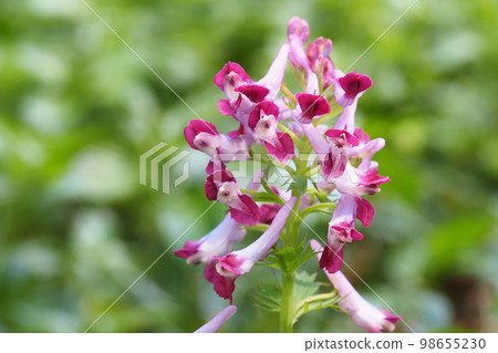 Murasakikeman flowers 98655230
