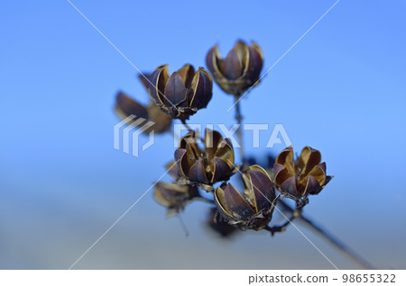 紫薇（膠囊） 98655322