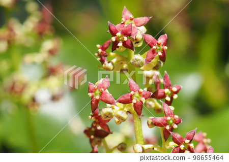 Aoki flower (male flower) 98655464