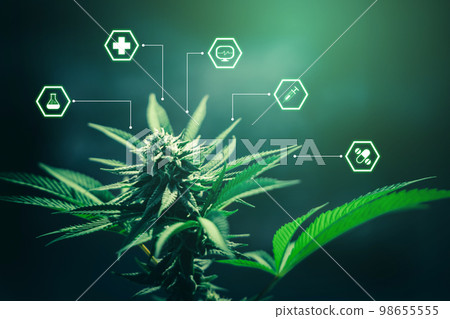 Marijuana cannabis for healthcare and science technology. Innovation medicine, medical research. Hemp tree with leaf, flowers and bud. Cultivation at outdoor. Marijuana cannabis for healthcare and science technology. Innovation medicine, medical research. Hemp tree with leaf, flowers and bud. Cultivation at outdoor. 98655555