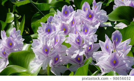 Water hyacinth clusters with pale purple flowers 9324 98656032