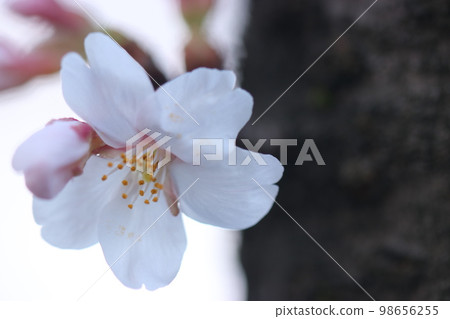 櫻花 * 特寫 櫻花 * 特寫 98656255