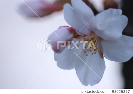 Cherry blossoms * Close-up Cherry blossoms * Close-up 98656257