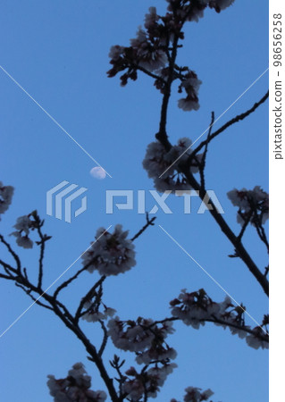 Cherry blossoms and white moon at dusk Cherry blossoms and white moon at dusk 98656258