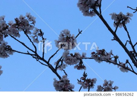 Cherry blossoms and white moon at dusk Cherry blossoms and white moon at dusk 98656262