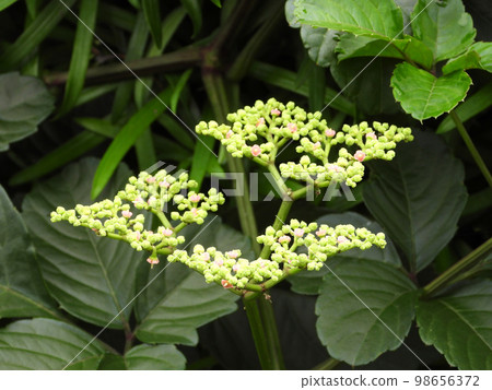 黃色花花 黃色花花 98656372