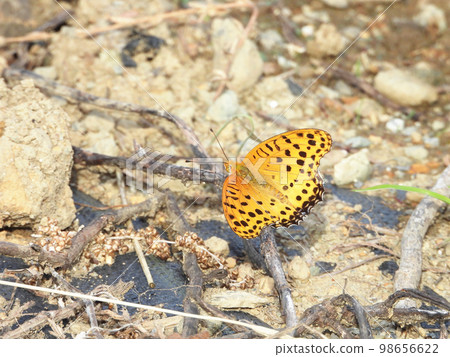 Sunbathing of black-tailed fritillary ♂ 98656622
