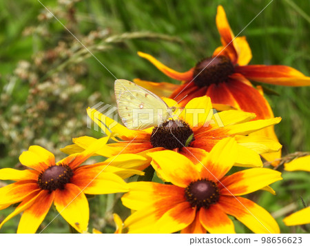 Perennial Hime sunflower Burning heart with nectar 98656623