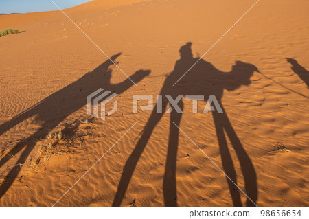 Shadows of a couple on camel dromedaries on the sand dunes 98656654