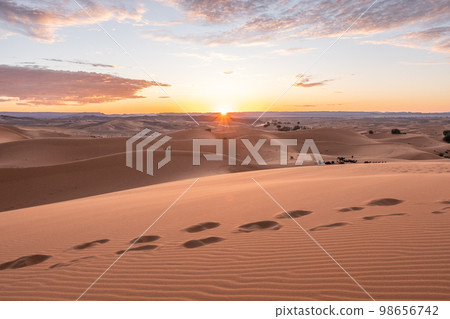 The vast orange dunes of the Sahara desert and its barren vegetation The vast orange dunes of the Sahara desert and its barren vegetation 98656742