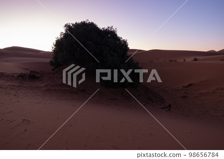 Dawn in the Sahara desert. Empty dunes landscape Dawn in the Sahara desert. Empty dunes landscape 98656784