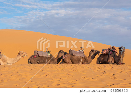 Dromedaries, often misinterpreted as camels. 98656823