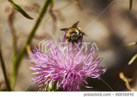 Bee on pink flower eating pollen Bee on pink flower eating pollen 98656840