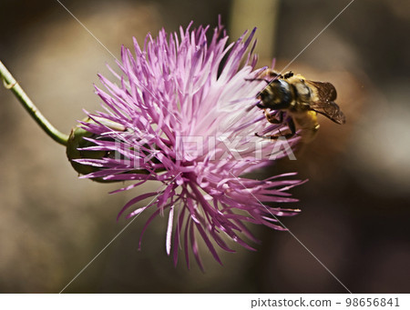 Bee on pink flower eating pollen Bee on pink flower eating pollen 98656841