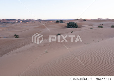 The vast orange dunes of the Sahara desert and its barren vegetation The vast orange dunes of the Sahara desert and its barren vegetation 98656843