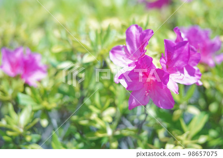 杜鵑花在陽光明媚的日子裡開花 杜鵑花在陽光明媚的日子裡開花 98657075