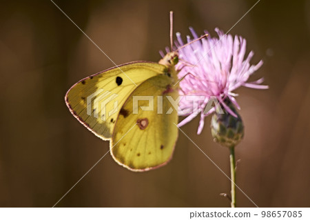 Greenish colored butterfly on a pink flower Greenish colored butterfly on a pink flower 98657085