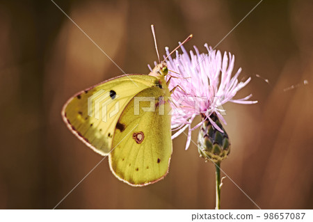 Greenish colored butterfly on a pink flower Greenish colored butterfly on a pink flower 98657087