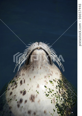 Common goose head swimming across the water surface Common goose head swimming across the water surface 98657448
