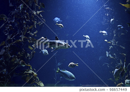 Set of goldfish in the ocean, blue 98657449