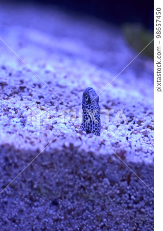 Planter eel coming out from the sand Planter eel coming out from the sand 98657450