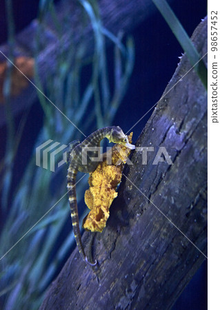 Seahorse on a log at the bottom of the sea 98657452