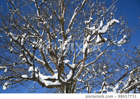 Snowy landscape on a tree branch 98657731
