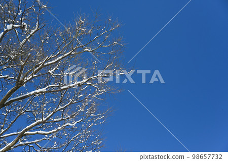 Snow piled up on tree branches and blue sky landscape 98657732