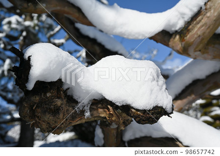 樹枝上的雪景 98657742