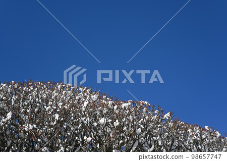Landscape of snow and blue sky on plum trees Landscape of snow and blue sky on plum trees 98657747