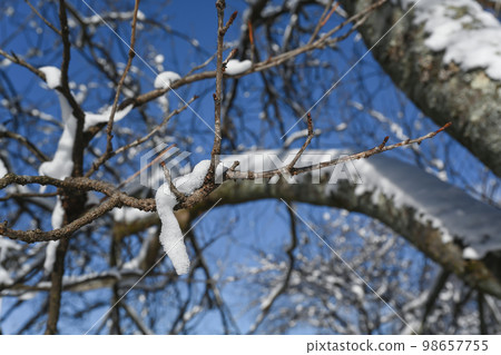 Snowy landscape on a tree branch Snowy landscape on a tree branch 98657755
