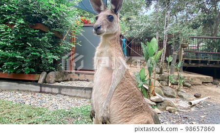 kangaroo standing up kangaroo standing up 98657860